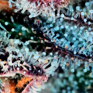 Flowering Week - 14 - Granddaddy Purple - 10