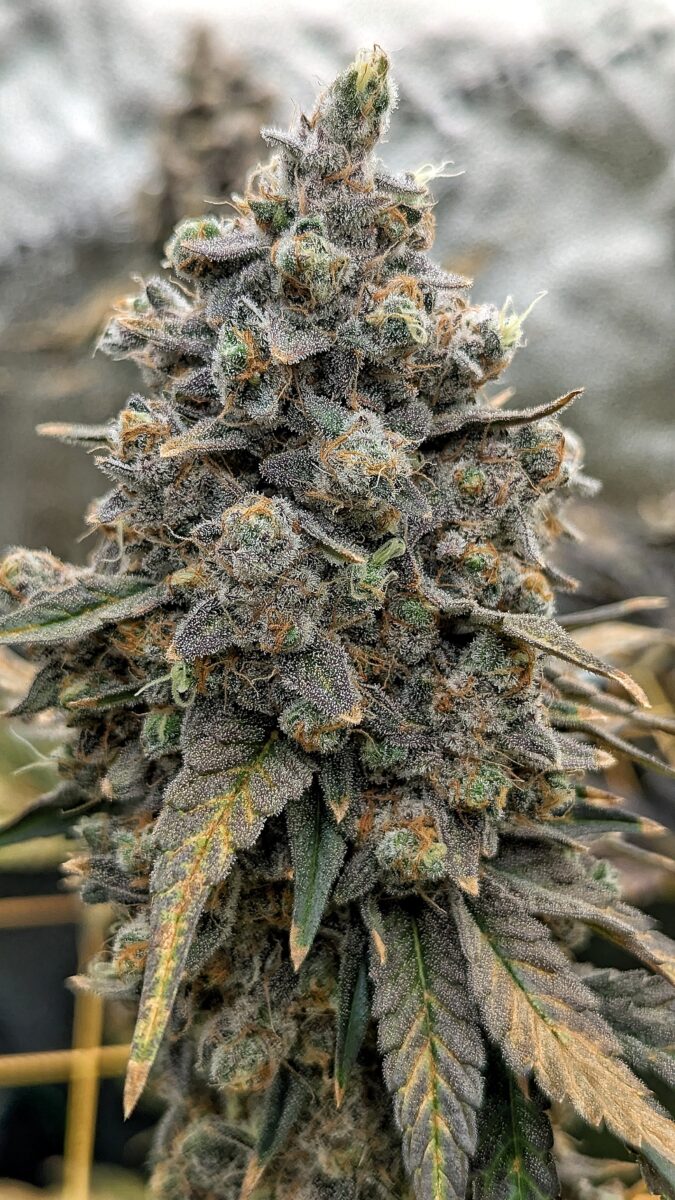 bbs-grow-diaries/week-551746-diary-528534-user-38149-6981f725bac22