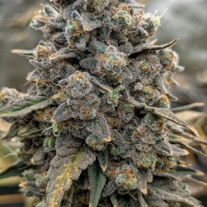 Flowering Week - 14 - Granddaddy Purple - 11