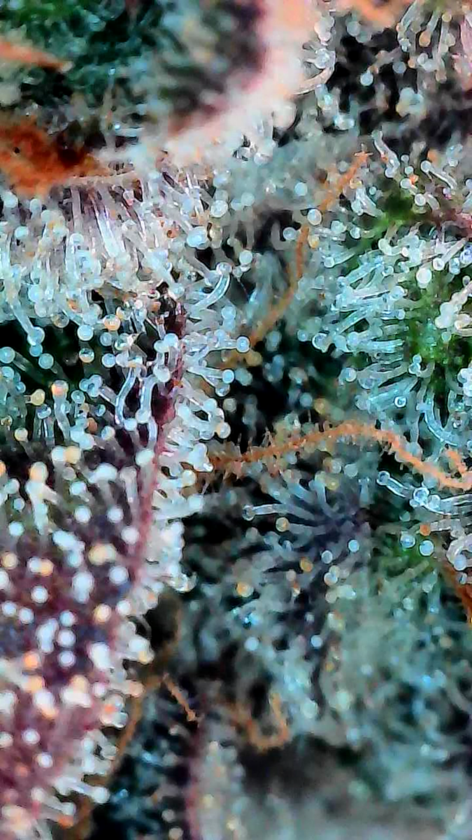 bbs-grow-diaries/week-551746-diary-528534-user-38149-6981f727d733b