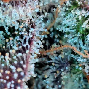 Flowering Week - 14 - Granddaddy Purple - 12