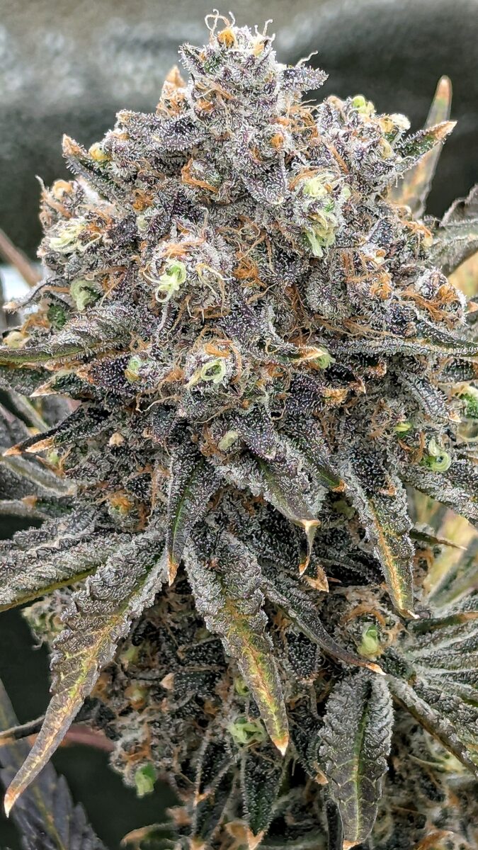 bbs-grow-diaries/week-551746-diary-528534-user-38149-6981f72bbbe54