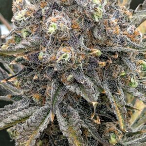 Flowering Week - 14 - Granddaddy Purple - 13