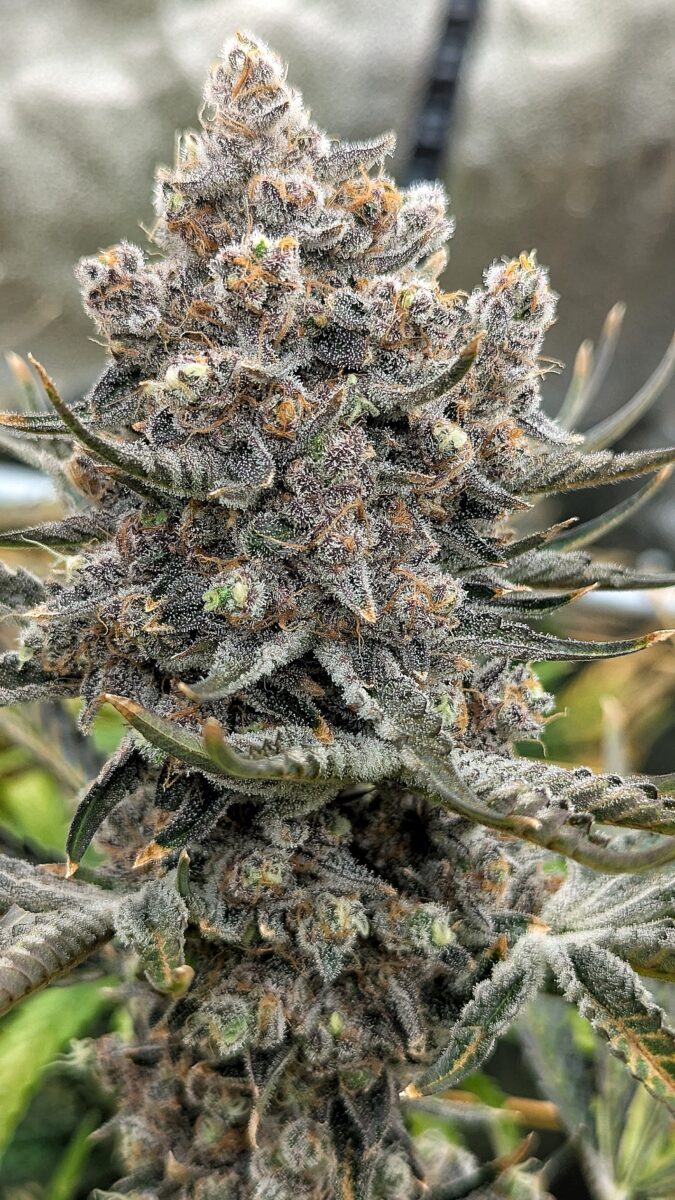 bbs-grow-diaries/week-551746-diary-528534-user-38149-6981f72dcc8dc