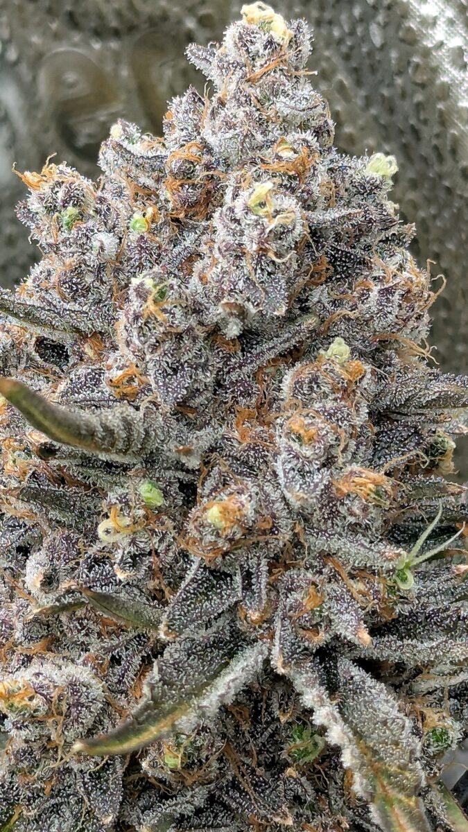 bbs-grow-diaries/week-551746-diary-528534-user-38149-6981f73075f76