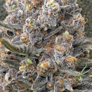 Flowering Week - 14 - Granddaddy Purple - 15