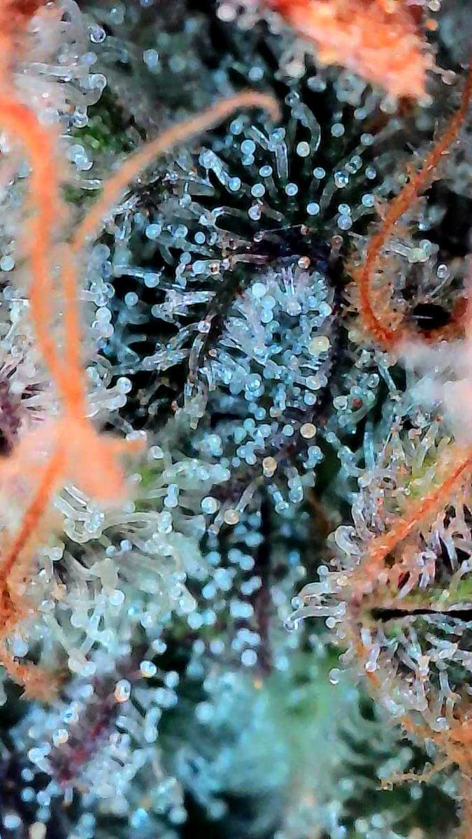 bbs-grow-diaries/week-551746-diary-528534-user-38149-6981f73316bea