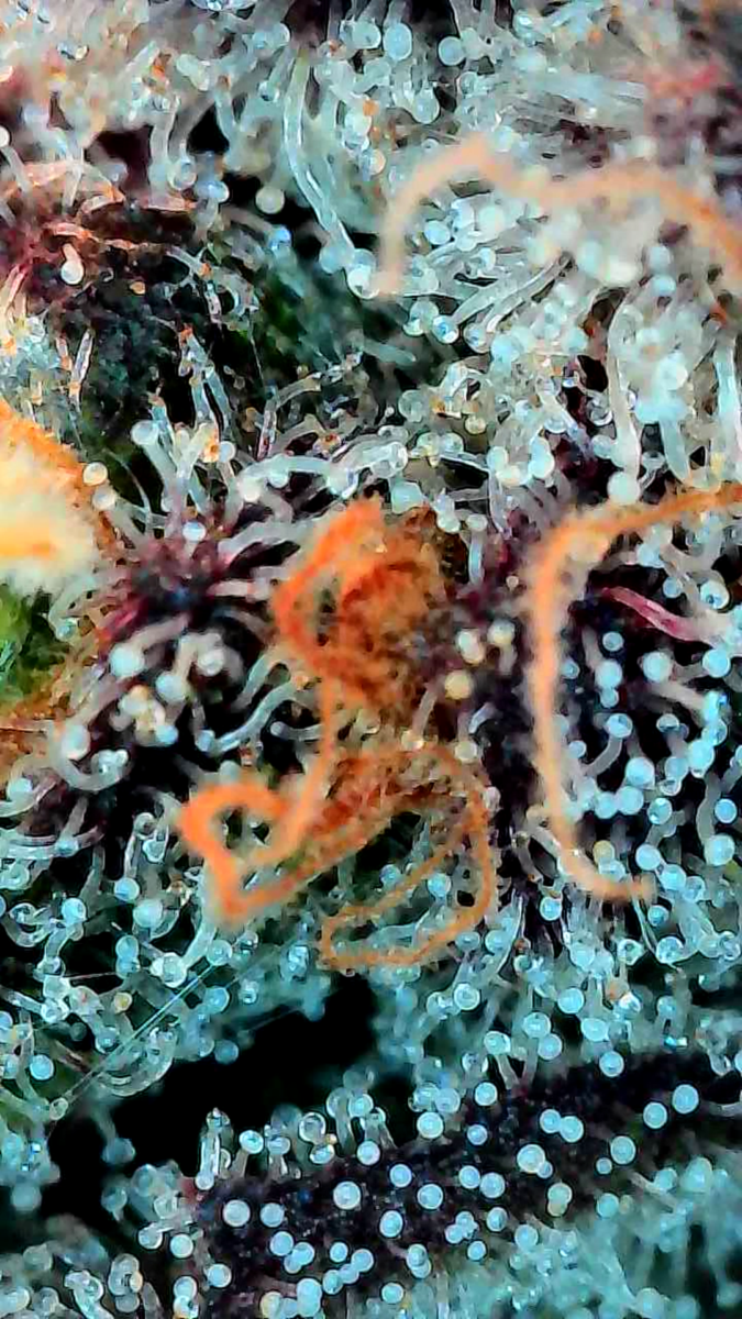 bbs-grow-diaries/week-551746-diary-528534-user-38149-6981f736bcaa2