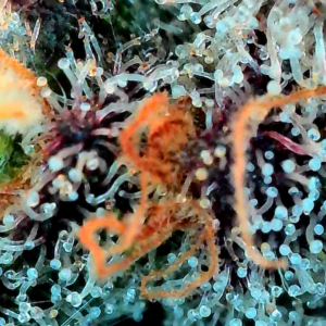 Flowering Week - 14 - Granddaddy Purple - 17