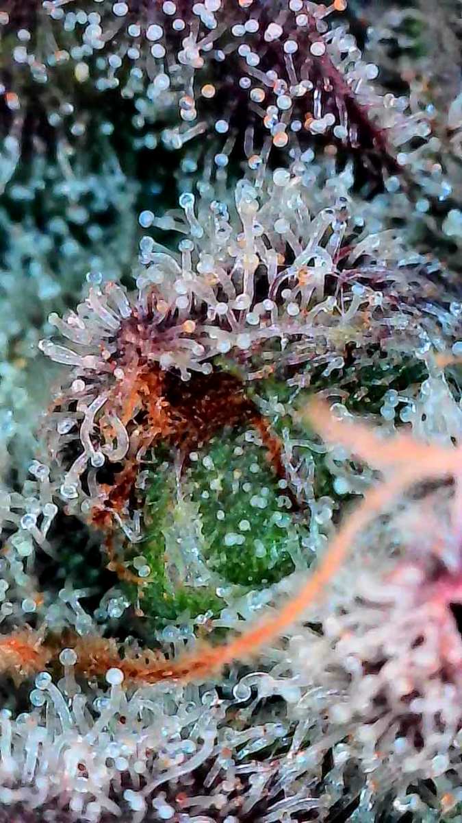 bbs-grow-diaries/week-551746-diary-528534-user-38149-6981f73987d7b