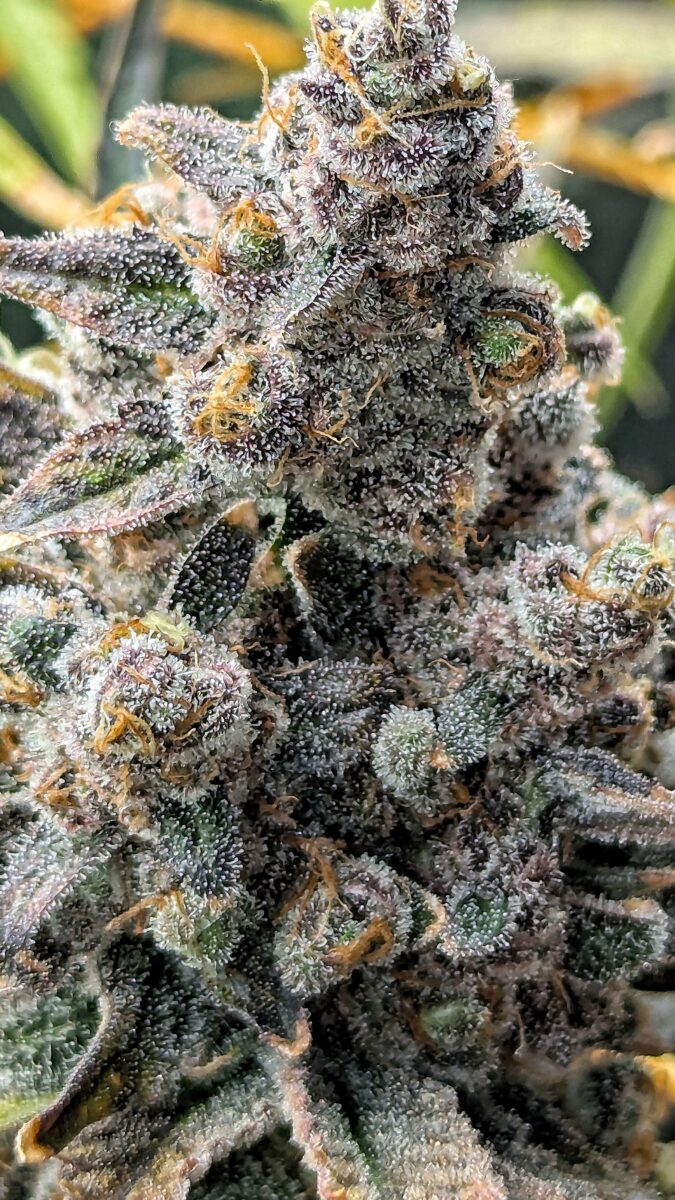 bbs-grow-diaries/week-551781-diary-528437-user-38149-69822b2b8ade2