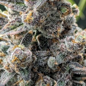 Flowering Week - 14 - God’s Gift - 1