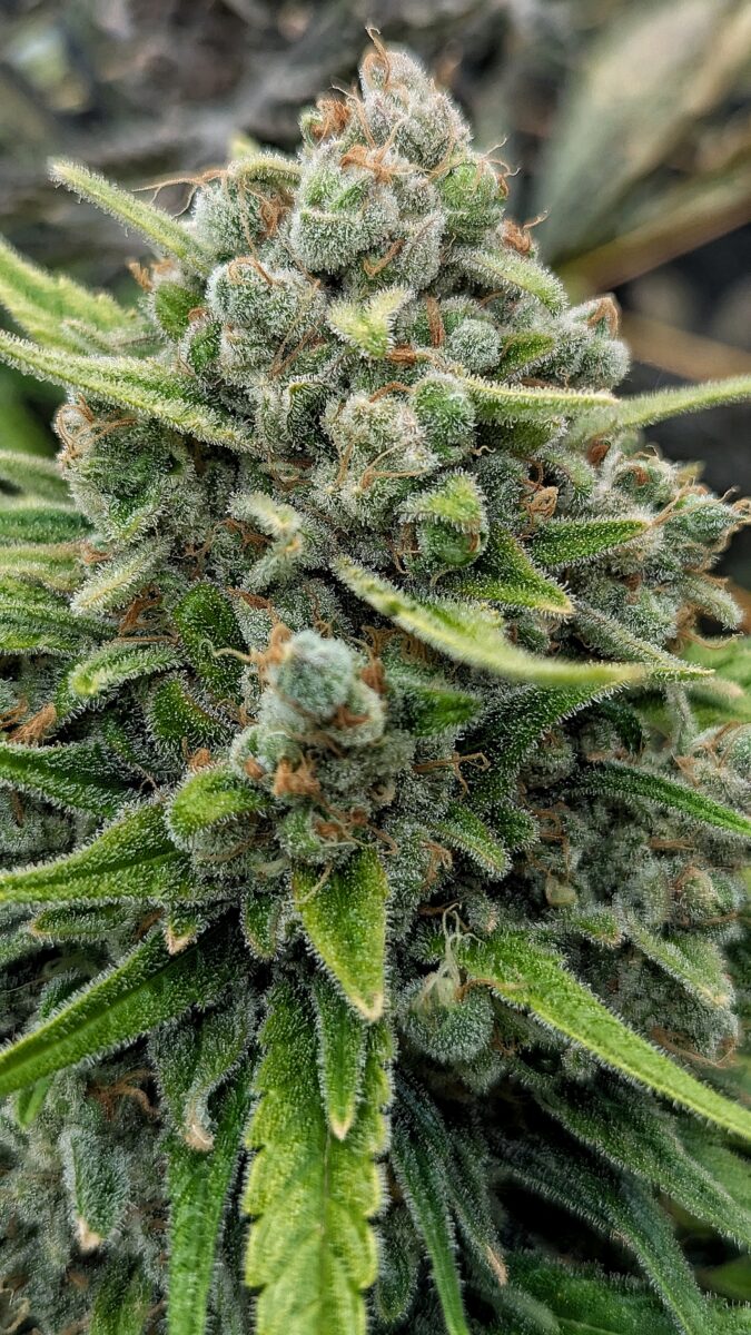 bbs-grow-diaries/week-551781-diary-528437-user-38149-69822b2dce34a