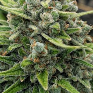 Flowering Week - 14 - God’s Gift - 2