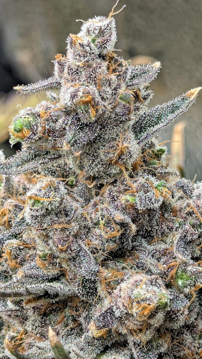 bbs-grow-diaries/week-551781-diary-528437-user-38149-69822b2ff2b55