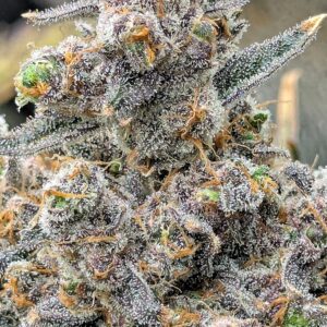 Flowering Week - 14 - God’s Gift - 3