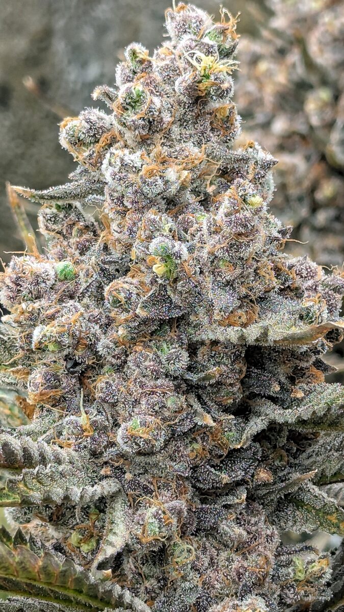 bbs-grow-diaries/week-551781-diary-528437-user-38149-69822b3263fa5