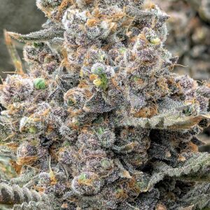 Flowering Week - 14 - God’s Gift - 4