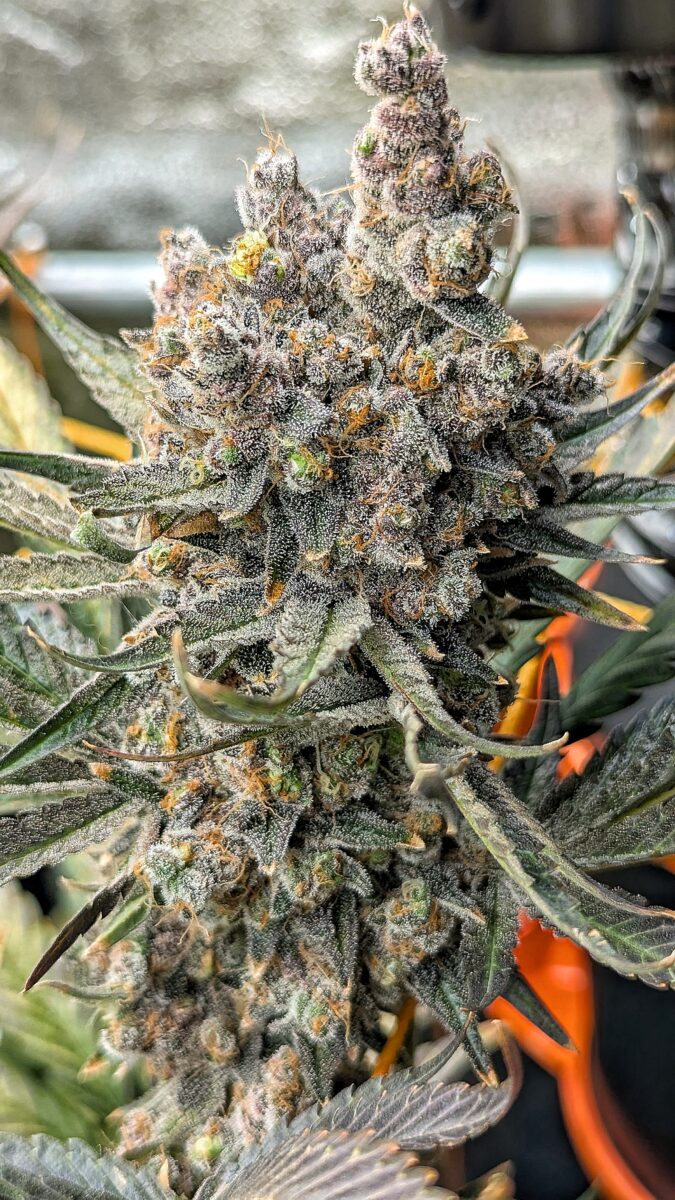 bbs-grow-diaries/week-551781-diary-528437-user-38149-69822b347a116