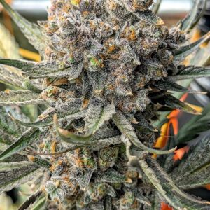 Flowering Week - 14 - God’s Gift - 5