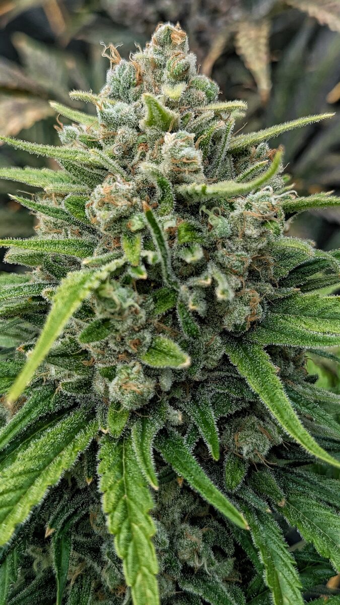 bbs-grow-diaries/week-551781-diary-528437-user-38149-69822b3744486