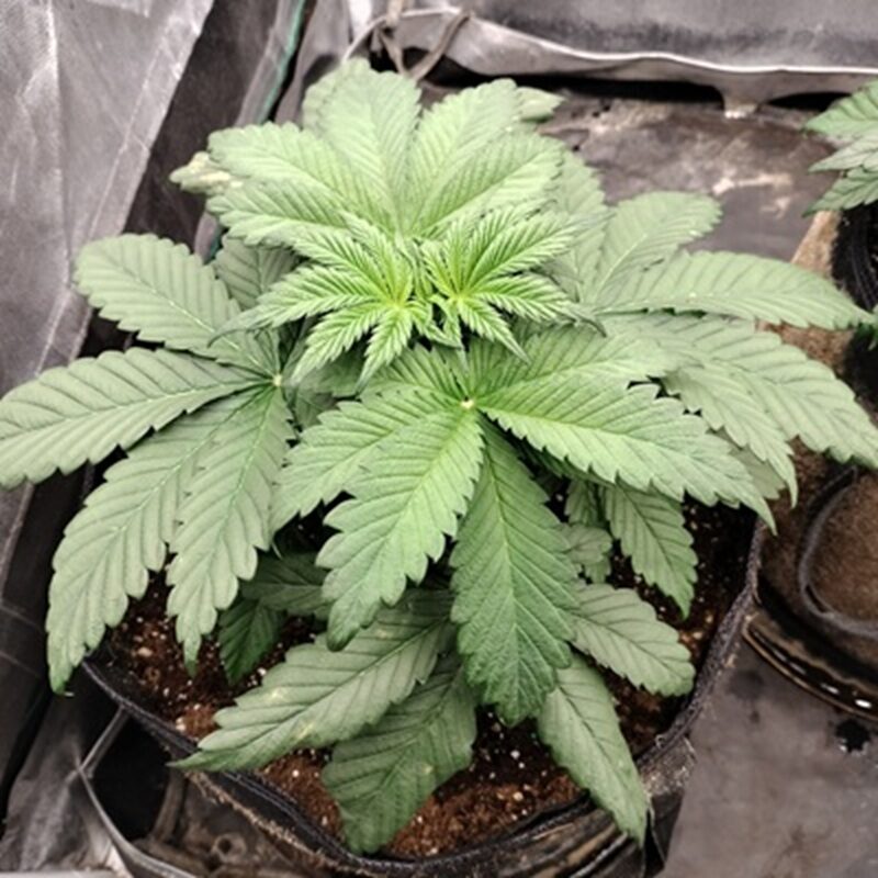 bbs-grow-diaries/week-552060-diary-542789-user-9188-69836a0328085