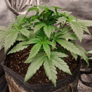 Purple Punch - Vegetation Week - 5