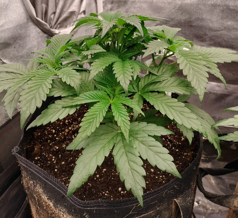 bbs-grow-diaries/week-552063-diary-542782-user-9188-69836aa4a7eb7