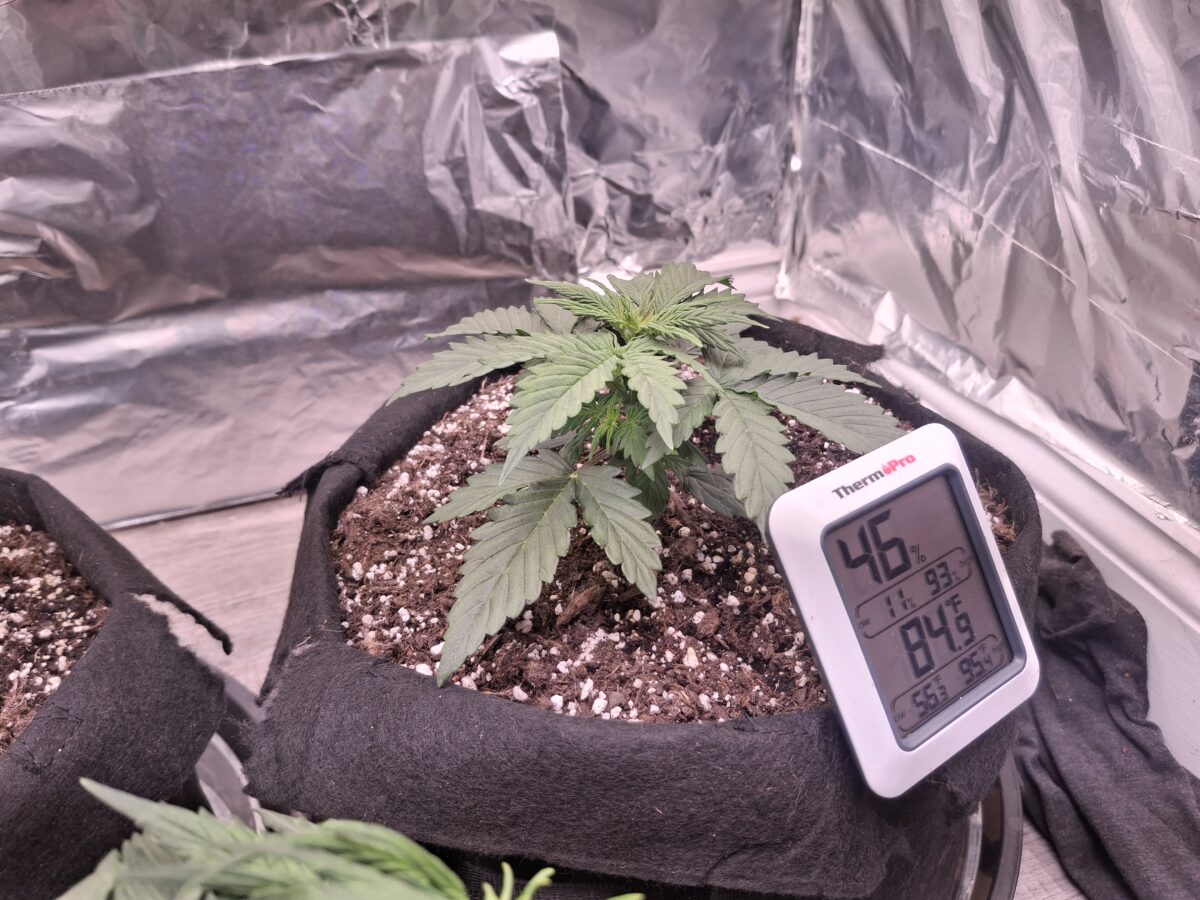 bbs-grow-diaries/week-552428-diary-548592-user-47707-69851399f0767