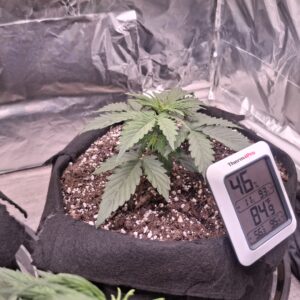 Vegetation Week - 3 - Lemon Skunk Autoflower - 1