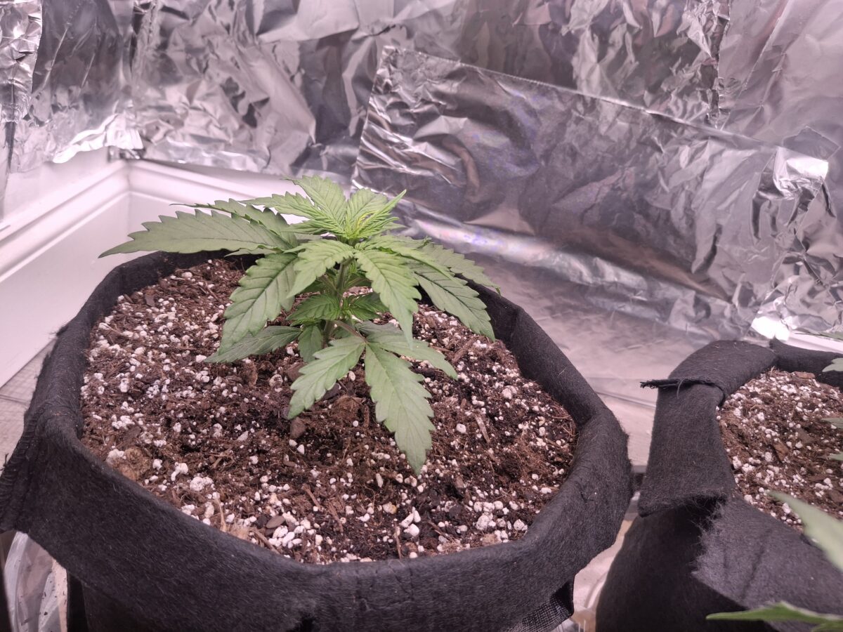 bbs-grow-diaries/week-552428-diary-548592-user-47707-6985139c48125