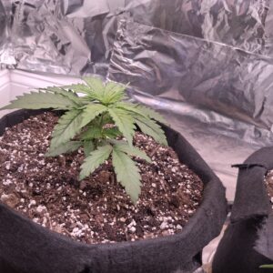 Vegetation Week - 3 - Lemon Skunk Autoflower - 2