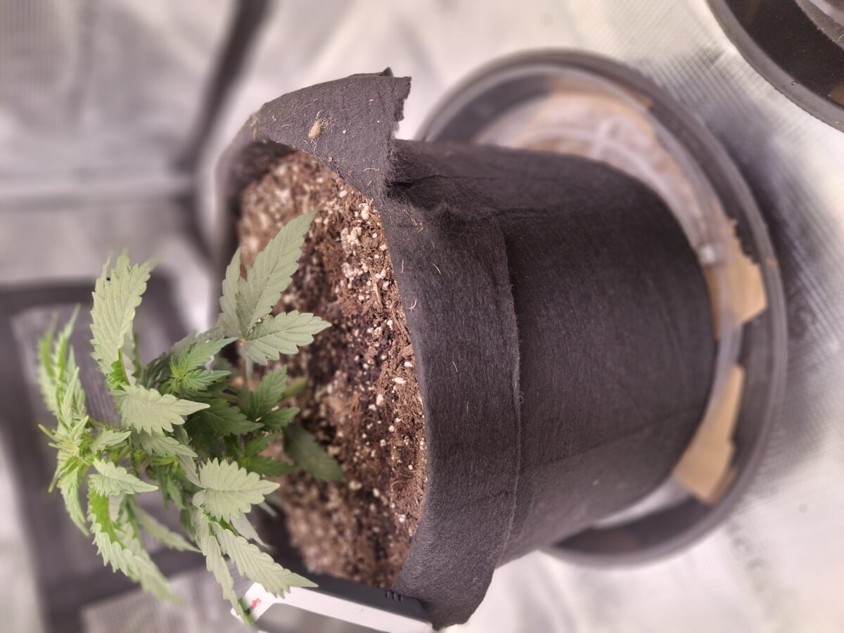 bbs-grow-diaries/week-552428-diary-548592-user-47707-6985139eba977