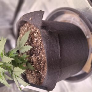 Vegetation Week - 3 - Lemon Skunk Autoflower - 3