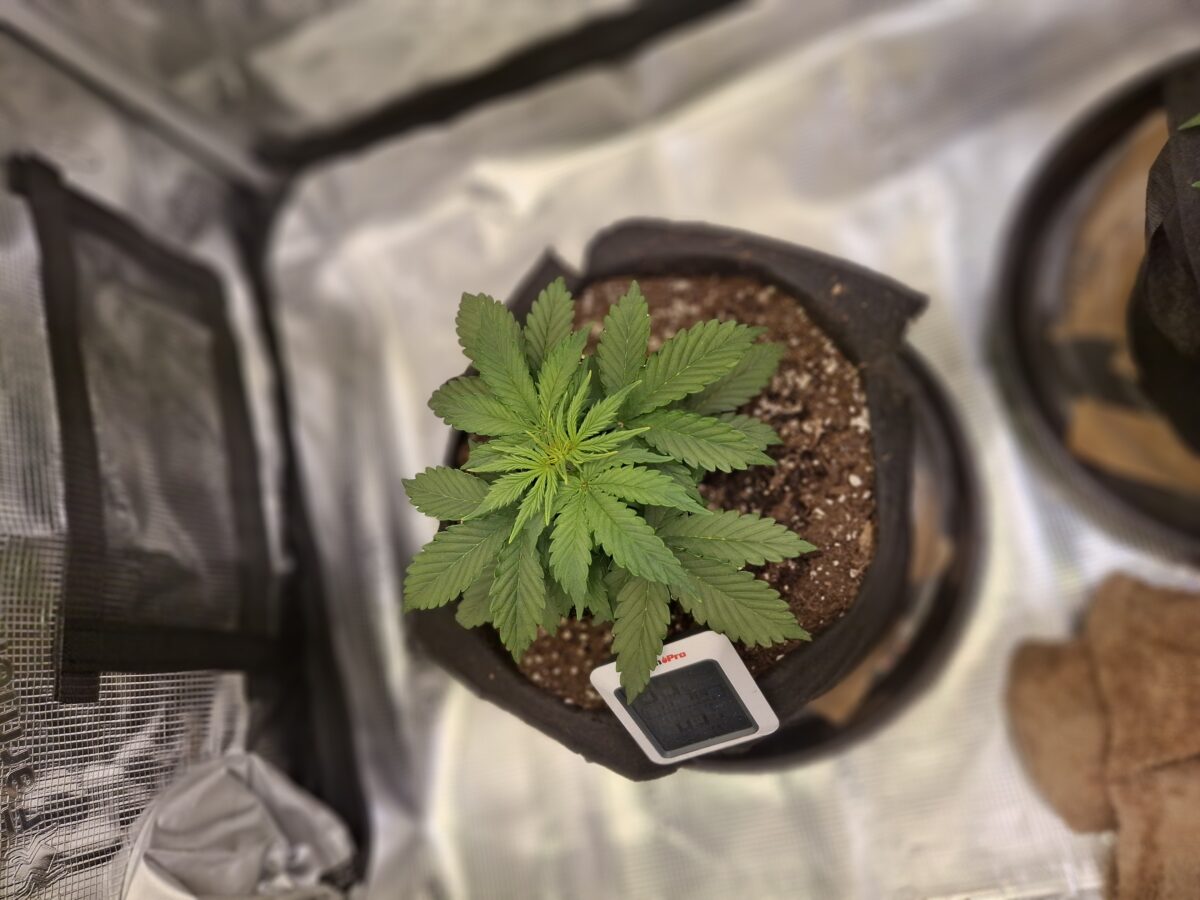 bbs-grow-diaries/week-552428-diary-548592-user-47707-698513a131759