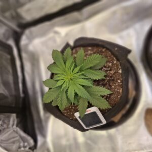 Vegetation Week - 3 - Lemon Skunk Autoflower - 4