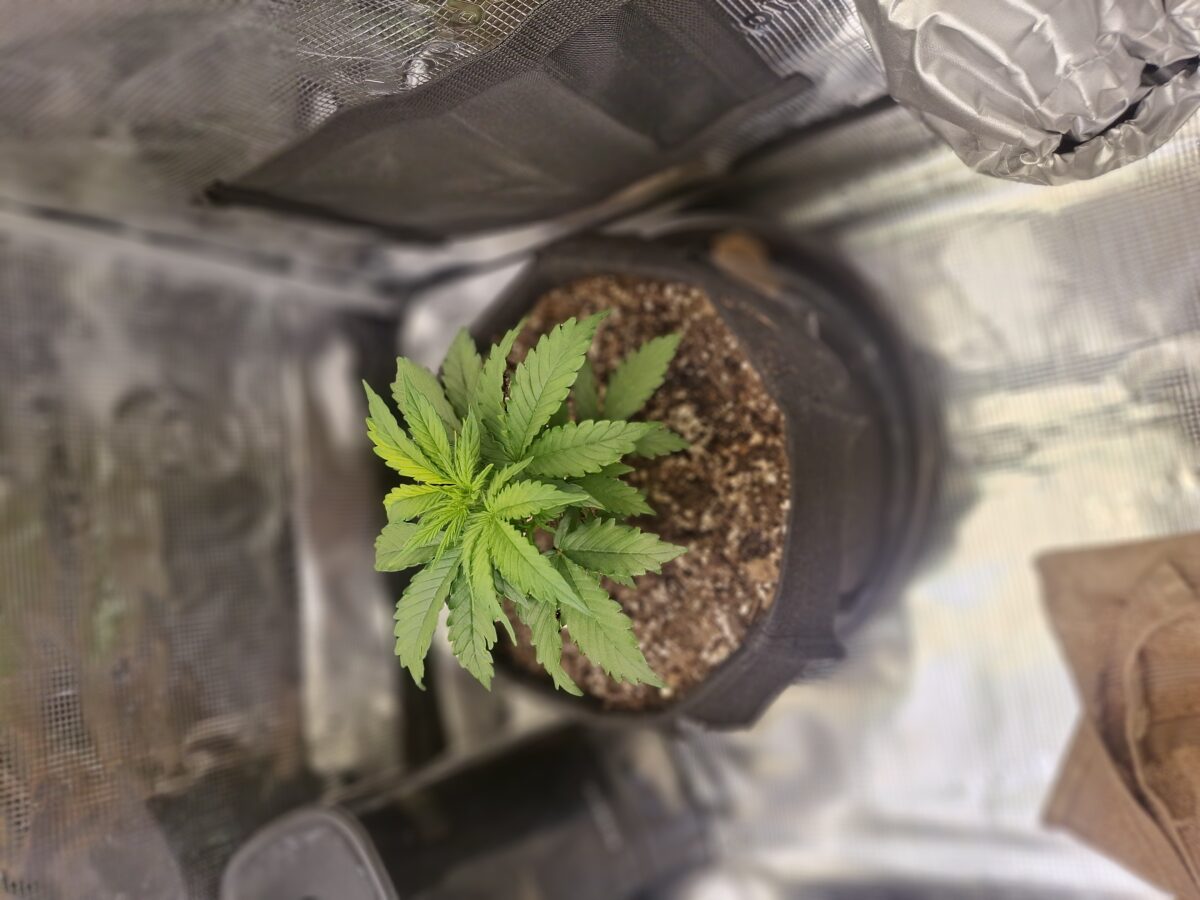 bbs-grow-diaries/week-552428-diary-548592-user-47707-698513a38e518