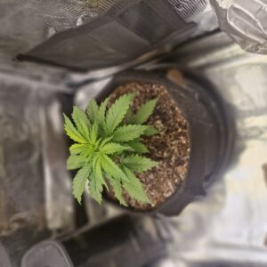 Vegetation Week - 3 - Lemon Skunk Autoflower - 5