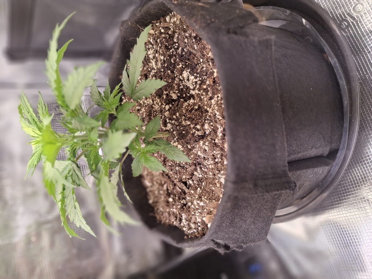 bbs-grow-diaries/week-552428-diary-548592-user-47707-698513a5d6763