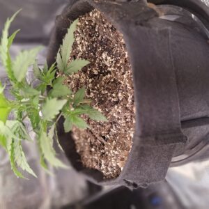 Vegetation Week - 3 - Lemon Skunk Autoflower - 6