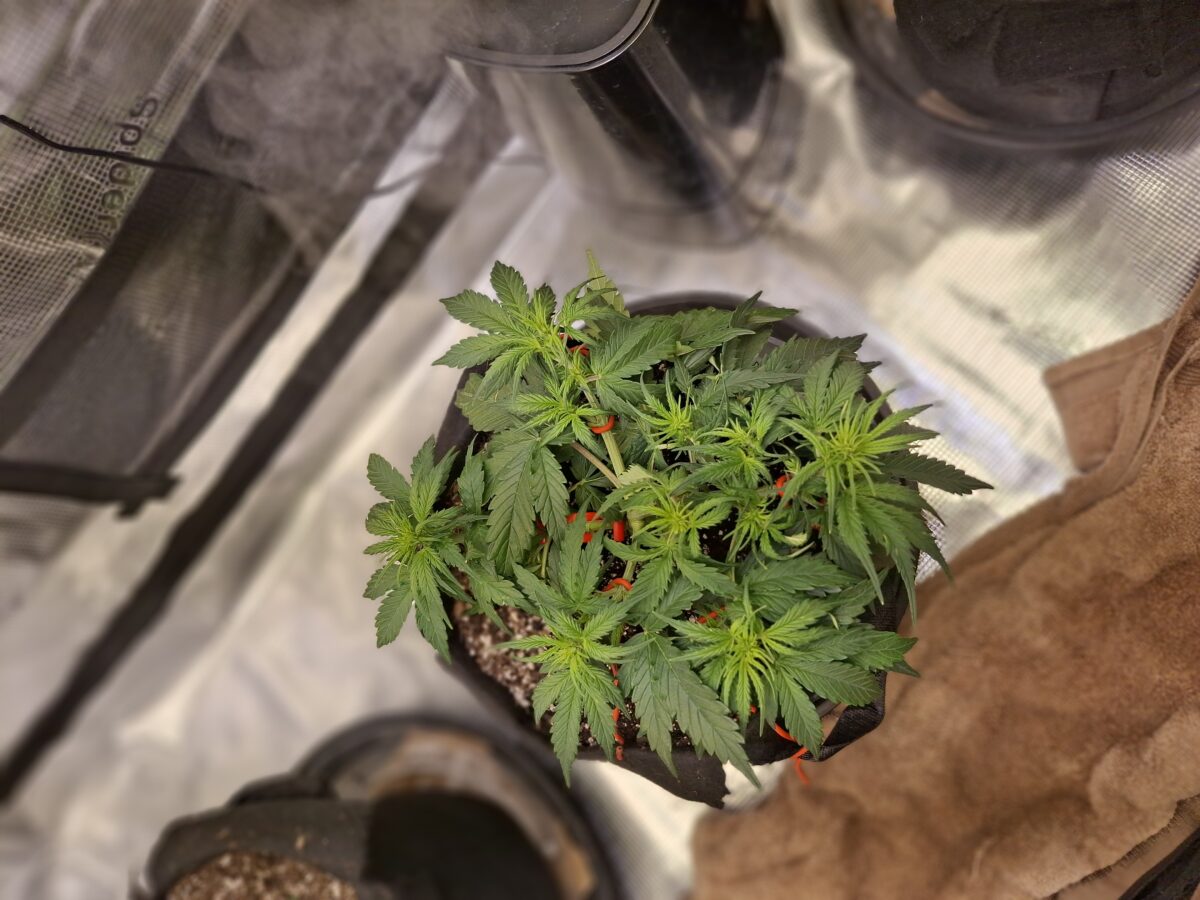 bbs-grow-diaries/week-552428-diary-548592-user-47707-698513aae6eb8