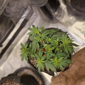 Vegetation Week - 3 - Lemon Skunk Autoflower - 8