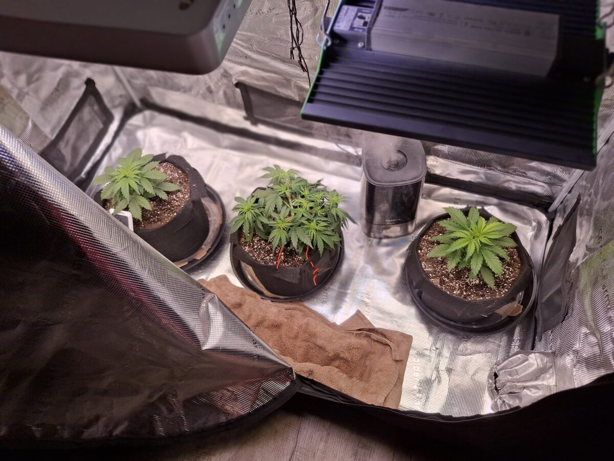 bbs-grow-diaries/week-552428-diary-548592-user-47707-698513ad777c3