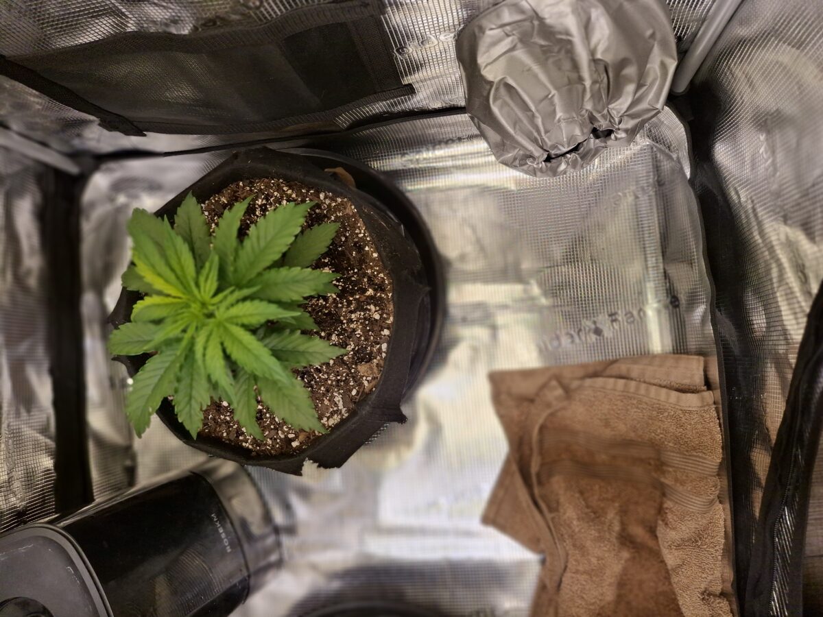 bbs-grow-diaries/week-552428-diary-548592-user-47707-698513afdf57b