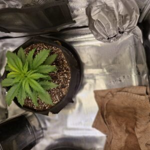 Lemon Skunk Autoflower - Vegetation Week - 3