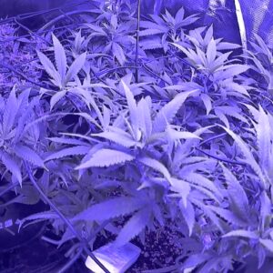 Fat Bastard - Flowering Week - 18