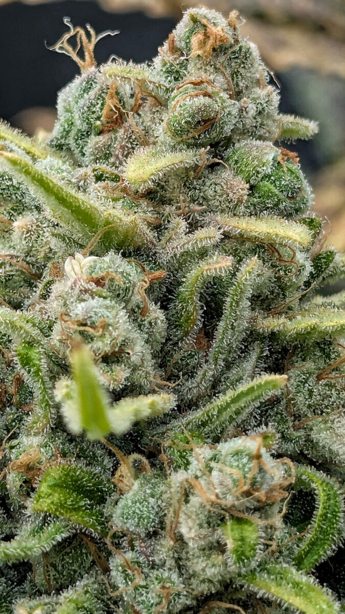 bbs-grow-diaries/week-552436-diary-528437-user-38149-69851f215cf55