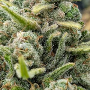 Flowering Week - 15 - God’s Gift - 2