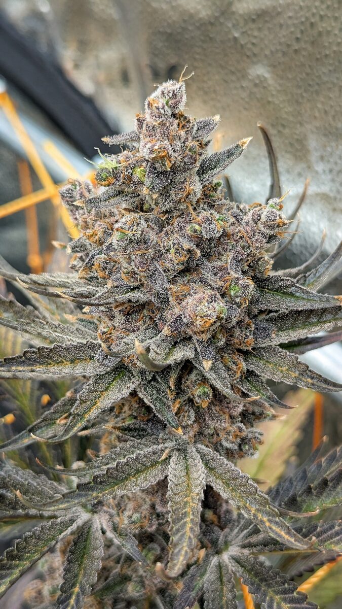 bbs-grow-diaries/week-552436-diary-528437-user-38149-69851f23dfd10