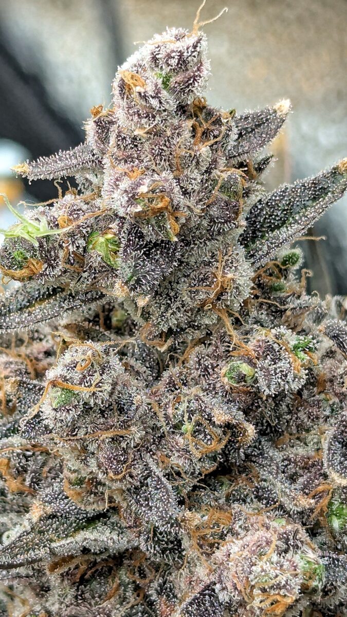 bbs-grow-diaries/week-552436-diary-528437-user-38149-69851f260ae74